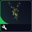 Great Mullein